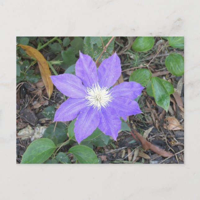 Purple Clematis Postcard (Front)