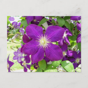 Purple Clematis Postcard