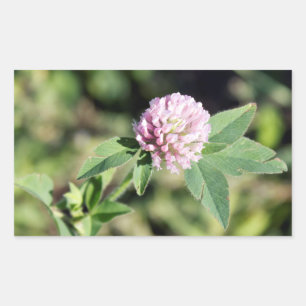 Purple Clover Wildflower Photo Sticker