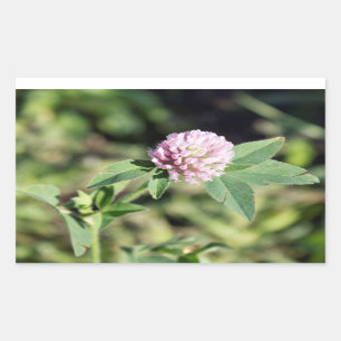 Purple Clover Wildflower Photo Sticker