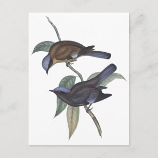 Purple Cochoa Postcard