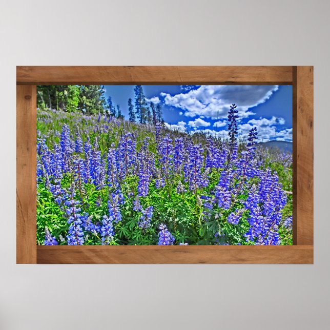 Purple Colorado fleur sauvage affiche pittoresque (Devant)