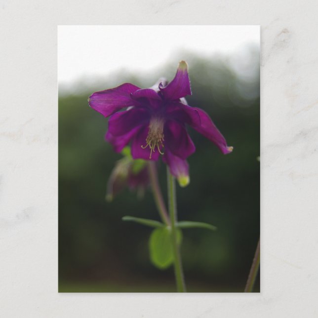 Purple Columbine Postcard (Front)