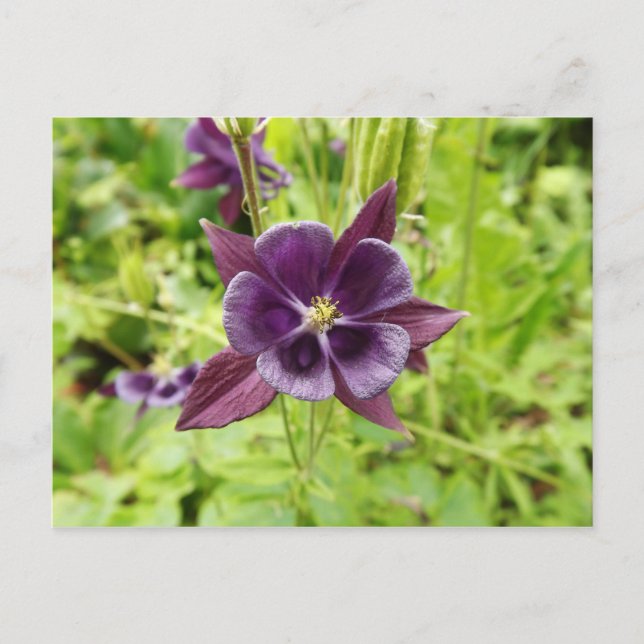 Purple Columbine Postcard (Front)