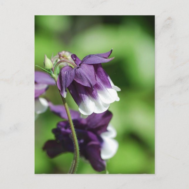 Purple Columbine Postcard (Front)