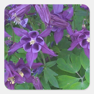 Purple Columbines - Square Sticker