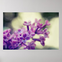 Purple Common Lilac Blossom in Bokeh