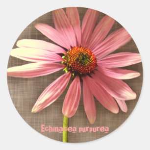 Purple Cone Flower Echinacea purpurea Classic Round Sticker