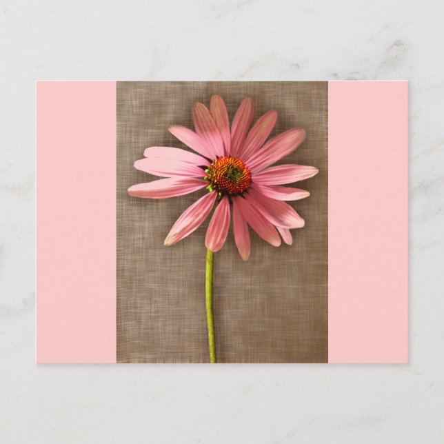 Purple Cone Flower Echinacea purpurea Postcard (Front)