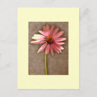 Purple Cone Flower Echinacea purpurea