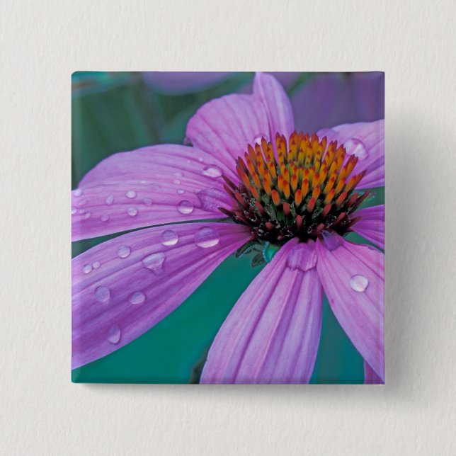 Purple Cone flower with water drops 2 Inch Square Button (Front)