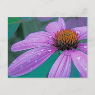 Purple Cone flower with water drops Postcard