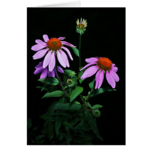 Purple Coneflower