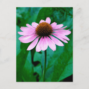 Purple Coneflower Daisy Postcard
