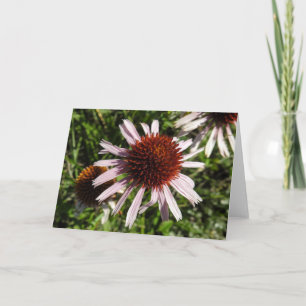 Purple Coneflower Notecard