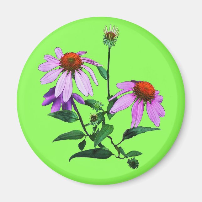 Purple Coneflower On Green Magnet (Front)