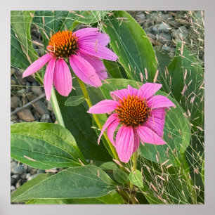 Purple Coneflower Photo Poster