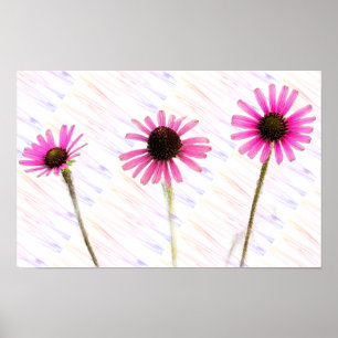 Purple Coneflower Photo Poster