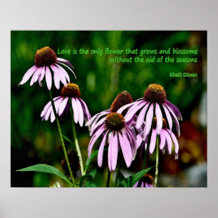 Purple coneflower photo with Khalil Gibran quote Poster