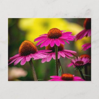 Purple Coneflower Postcard