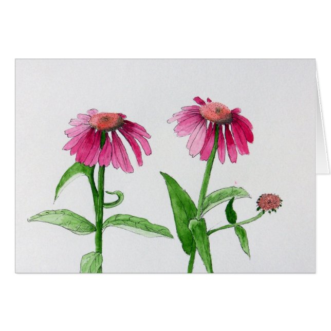 Purple Coneflowers (Front Horizontal)