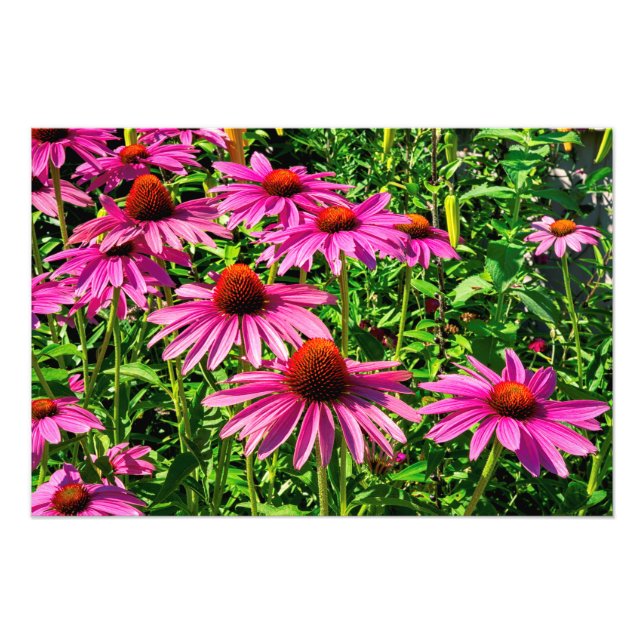 Purple Coneflowers Photo Print (Front)