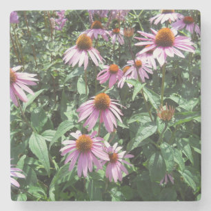 Purple Coneflowers Stone Coaster