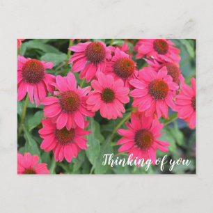 Purple Coneflowers Thinking of you Postcard