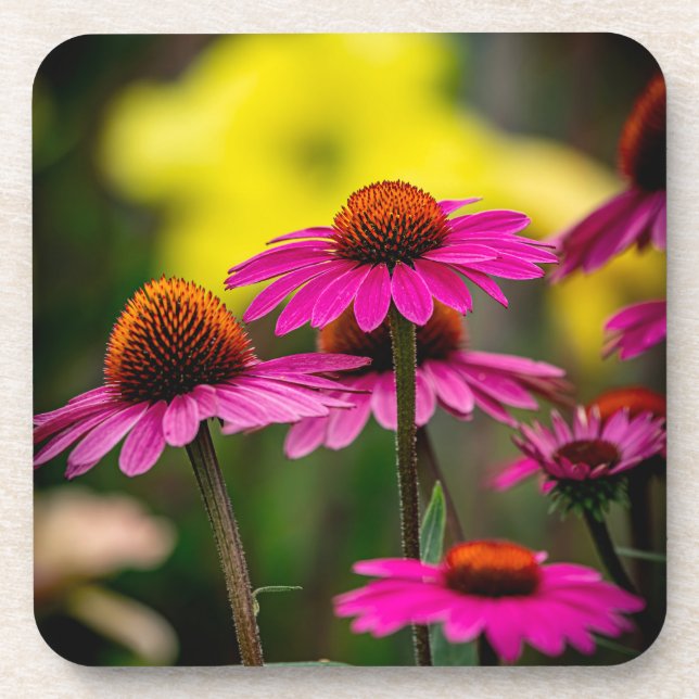 Purple Conflower Coaster (Front)