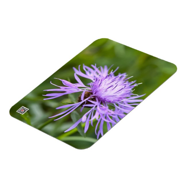 Purple Cornflower Magnet (Left Side)