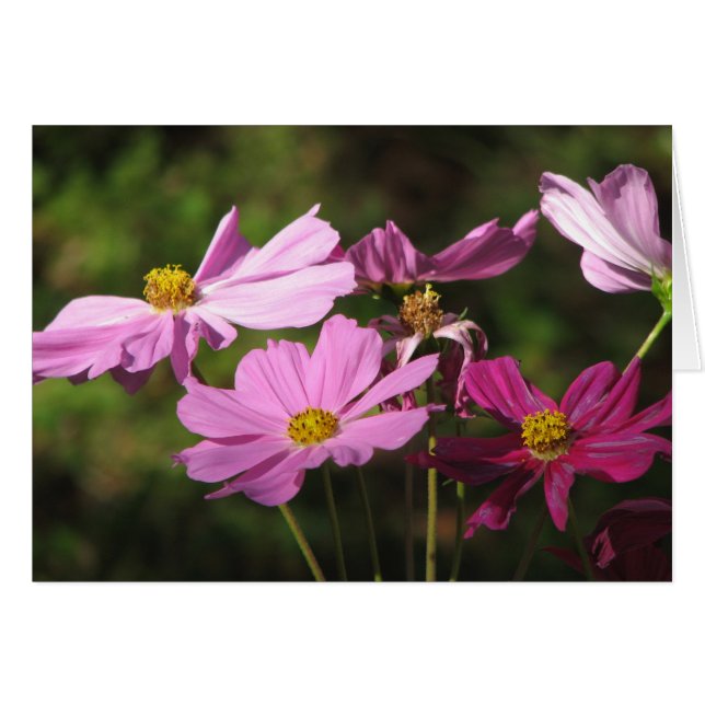 Purple Cosmos Flowers Card (Front Horizontal)
