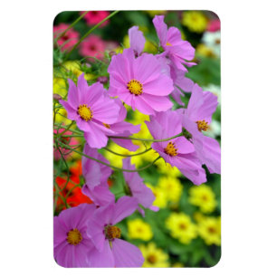Purple cosmos flowers magnet