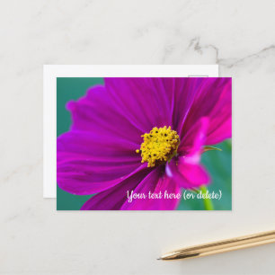 Purple Cosmos Postcard
