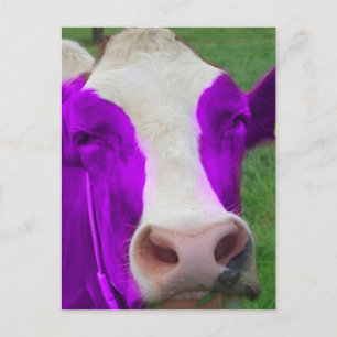 purple cow postcard