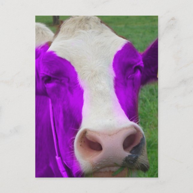 purple cow postcard (Front)