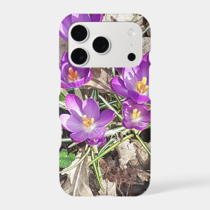 Purple Crocus