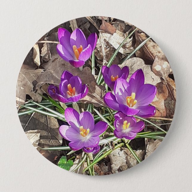 Purple Crocus 4 Inch Round Button (Front)