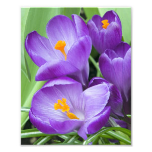Purple Crocus Blooms in Garden Photo Print