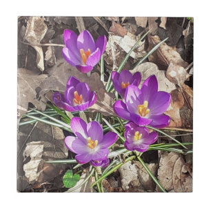 Purple Crocus Ceramic Tile