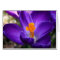 Purple Crocus - Early Spring Flower