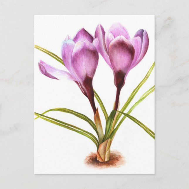 Purple crocus fine art watercolor postcard (Front)