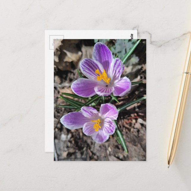 Purple Crocus First Flowers of Spring 2026 Postcard (Front/Back In Situ)