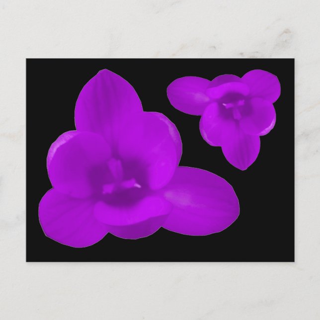 Purple Crocus Flower Postcard (Front)