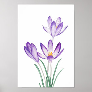 purple crocus flower watercolor  poster