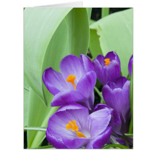 Purple Crocus Flowers