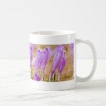 Purple Crocus Flowers in Grass