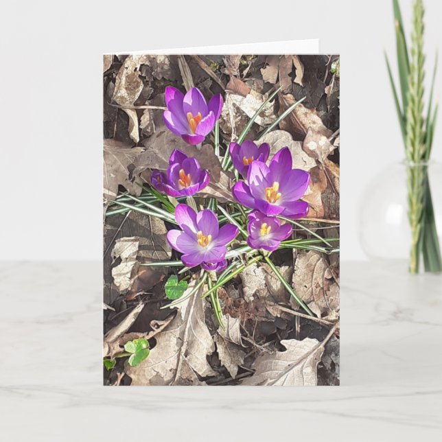 Purple Crocus Greeting Card (Front)