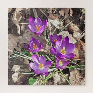 Purple Crocus Jigsaw Puzzle