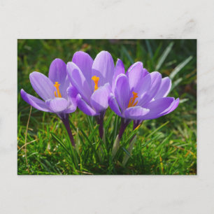 Purple Crocus Photo Postcard