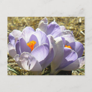 Purple Crocus Postcard
